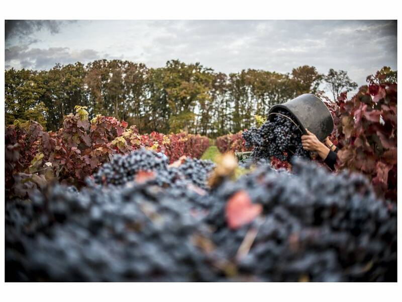 Pouring of grapes